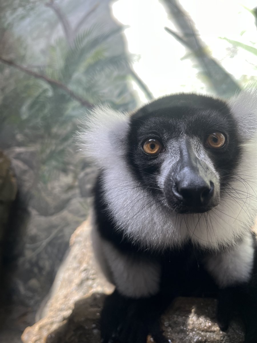 ZooATL's tweet photo. Welcome Sora and Kairi the black-and-white-ruffed lemurs.

New arrivals have an opportunity to contribute to the future of the most endangered lemur species at Zoo Atlanta.
#OnlyZooAtl https://t.co/7GdTcrMeGD