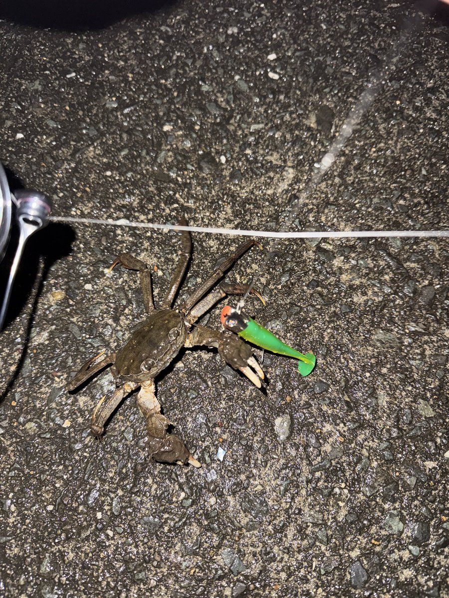 tcj0518's tweet photo. 仕事の合間に八戸チャレンジ。
初バイトは🦀
明日は魚がいいなぁ。
#ジョルティ https://t.co/7hIgo2UVnF