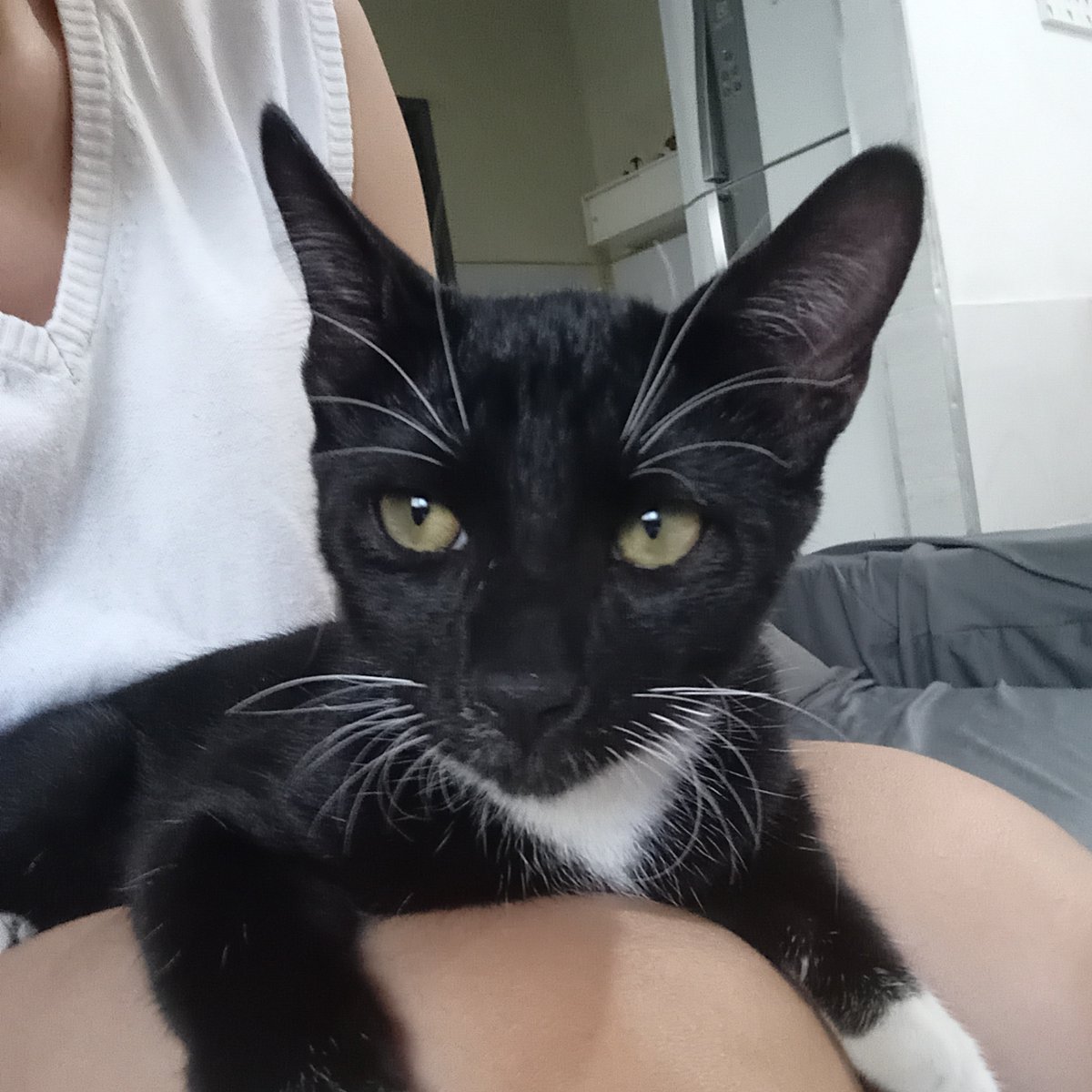 camousflaged's tweet photo. gente esse gato não quer sair de cima de mim infelizmente vai ter q ir pra casa comigo https://t.co/XizWXYPFT8