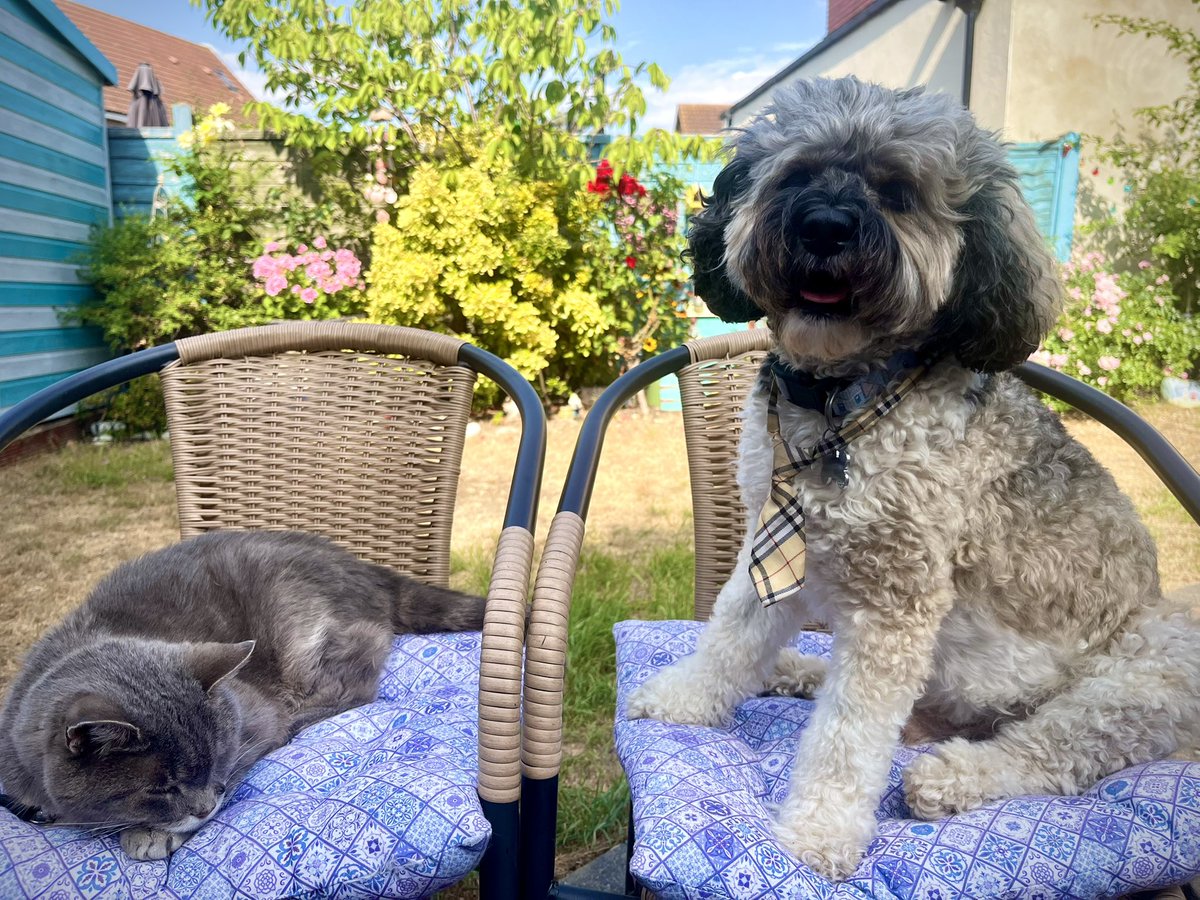 Malcolm_theCat's tweet photo. Friends! It’s so hot today. Mum will only let us come outside once we have some shade in the garden. So Baby Dog and I have just come outside together whilst the Triplets are lounging in the Catio. I’m happy 😸 https://t.co/jtJ0oxPsH7