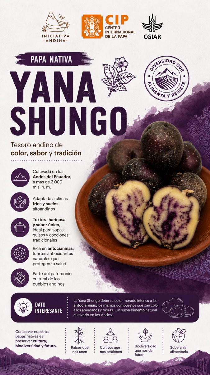 IniciativAndina's tweet photo. 💜🥔 Yana Shungo, una joya de la agrobiodiversidad andina. Su distintiva pulpa morada, rica en antocianinas, refleja el valor nutricional, cultural y genético de las papas nativas que fortalecen la seguridad alimentaria y la resiliencia de nuestros sistemas agrícolas. https://t.co/41LMalkdJq