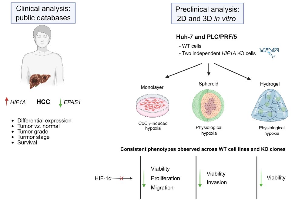 OACellBiology's tweet photo. Check out Biology Direct's featured article:
Impeding hypoxia-driven tumor progression in #Hepatocellular #Carcinoma: clinical and pre-clinical analyses using 2D and 3D
➡️https://t.co/NIB84dLRRG
#InVitroModels https://t.co/Nvq4NV03wo