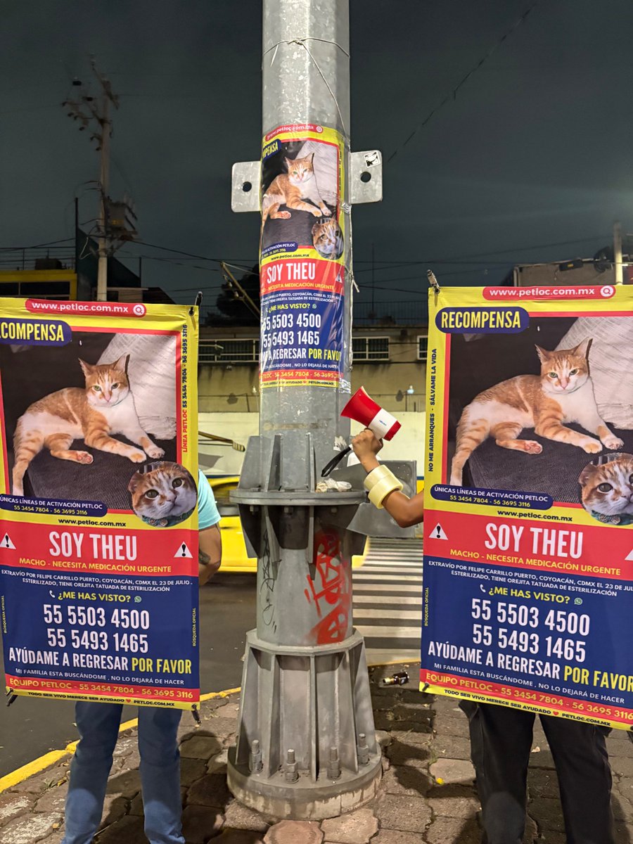 PetlocMX's tweet photo. 🚨🐱 ¡Theu sigue siendo buscado! 🆘📢
📍 Felipe Carrillo Puerto, Coyoacán, CDMX.
💰 Se ofrece una recompensa.💰

⚠️ ¿Lo has visto? Tu reporte puede hacer la diferencia.
📞 55 5503 4500
#Theu #GatoExtraviado #Coyoacán #PetLoc https://t.co/1VKMhS08Yj