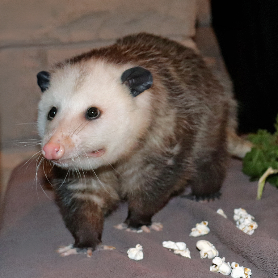 RHZoo's tweet photo. LAST CHANCE to REGISTER for this SATURDAY, AUGUST 1st's Safari Breakfast: Ambassador Animals!  Breakfast in the Zoo + Keeper Chat &amp; Q&amp;A + Zoo &amp; Museum admission for the day! 

REGISTER by Thursday (or 'til full) for this family-friendly early-AM event: https://t.co/We3NUBnlXB https://t.co/jcB2tmKmfY