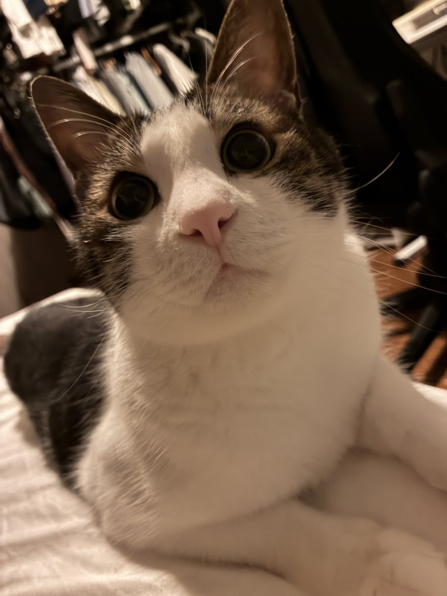 ponsukesg's tweet photo. 添い寝隊がベッドに到着した🐱 https://t.co/OLWfS0ttfC