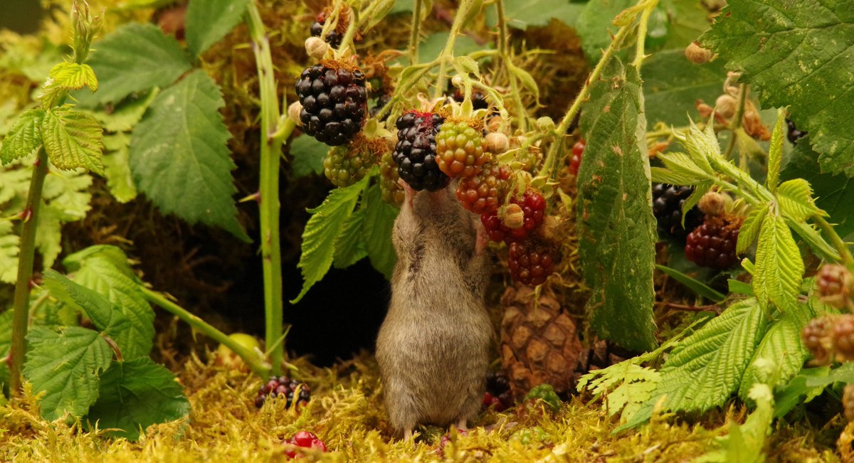 simon_dell_tog's tweet photo. I think this little Mother mouse may have eaten one to many berry's https://t.co/cy6bJRmwyV