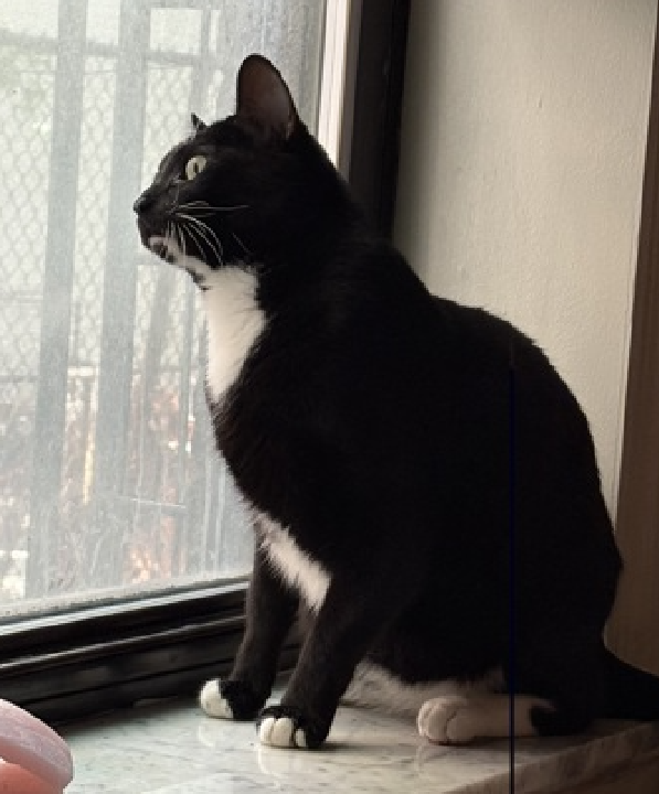 JLthekid9999's tweet photo. 🆘🆘 MIU MIU (ID 252844), 4 YO,  MALE–  IN QUEENS ACC - came into the shelter as an  owner surrender on 4/25/2026, with the surrender reason stated as person circumstance- moving - no pets allowed.    🆘🆘 😿 😿 😿 😿

➡️TBD 7/30/26

➡️ TOO LOW ON PLEDGES TO STIMULATE RESCUE INTEREST

➡️🆘🆘 9TH Chance on Emergency Placement List – ALMOST UNPRECEDENTED – AND SHELTER AT MAXIUMUM CAPACITY - NOW IS THE TIME TO ACT/HELP MIU MIU - HIGHEST EU/SILENT KILL RISK- VERY LIKELY LAST CALL FOR MIU MIU.

➡️ 94 DAYS IN SHELTER – TOO LONG – TIME IS RUNNING OUT

➡️ MIU MIU IS ON THE EPL FOR BEHAVIORAL REASONS - She is not thriving in the care center and continues to display challenging behavior during interactions. She is extremely intelligent and high energy, and needs to expend energy constructively with interactive play sessions 3-4X/day. In addition to playtime, this cat would also benefit from mental exercise from activities such as puzzle toys/games, lick mats, or clicker training. Without providing activity for her mind and body, the cat may react with rough play, potentially resulting in bite/scratch incidents. This designation often means that the cat will be given very little time for rescue/foster/adoption.🔥🔥🔥🔥

What my friends at ACC say about me: I can go home today! I have been known to shower my favorite people in love! I am looking for a home with a patient person. I can be slow to adjust to new environments. I prefer to take things at my own pace. I would appreciate slow introductions to new people and places to help me feel safe. Cheek and chin scratches make me so happy! I love to be loved, but on my own terms! Let's brush up on some feline body language together! I am playful and cute! I am not one to sit still! I will flourish in a home with someone that will keep me mentally and physically active! I am excitable and energetic! I will need positive outlets for my energy! I love to play and will need appropriate toys and positive outlets for my energy. Miu Miu interacts with the observer and appreciates attention, but he has a tendency to become overstimulated and display limited warnings and has a very high energy level. A volunteer writes: Miu Miu looks like he's admiring his own paws when he splays them out on the wall. A momentary distraction from his rolls, he has a unique coordination that is somehow even cuter than it sounds. Brought to us due to a no pet policy, Miu Miu's known as a friendly and outgoing superstar with some pretty clear and defined interests, mainly playtime. He's a smart cat who would love nothing more than to go and do, to play and to pounce, he only needs someone to invite him. Since they haven't just yet, Miu Miu has taken it upon himself to invite him. Rolling around and stretching his paws like it's the best thing ever, we all know that it's only second to meeting you. ❤️ 😻❤️ 😻❤️ 😻

NEEDS OUT OF SHELTER ASAP –

Please RT or pledge, if you can, to save this little one.

@AdamsPaulGrimke
@mehser12

💔😿🙏Thank you
