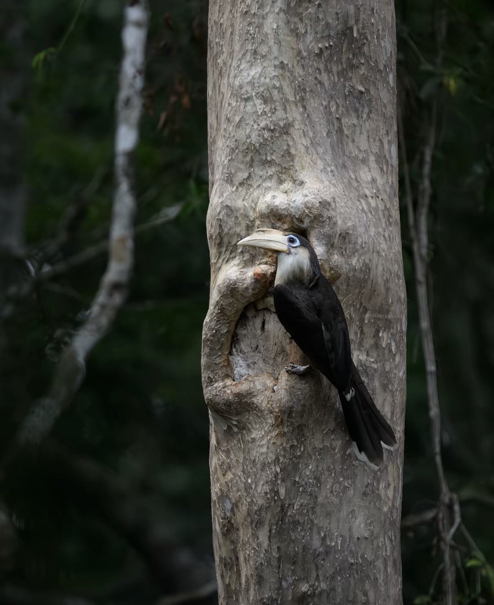 wordofmout's tweet photo. ชวนทุกคนมารู้จัก นกเงือกสีน้ำตาลคอขาว 🕊️(Austen’s Brown Hornbill) นี่คือนกเงือกขนาดกลางที่พบได้ในป่าดิบชื้นและป่าผลัดใบ ลักษณะ ปากครีม รอบตาสีฟ้า คอขาว ลำตัวน้ำตาลเข้ม ชอบเกาะใกล้โพรงไม้เพราะใช้ทำรัง 🌲เป็นผู้ช่วยกระจายเมล็ดพันธุ์ในป่าเลยนะ
#นกเงือก https://t.co/F9HmWGoqGu