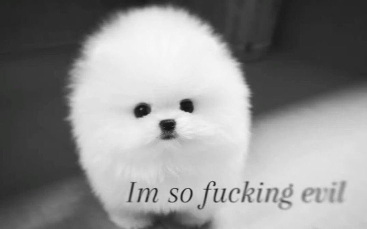 🪽 tweet media