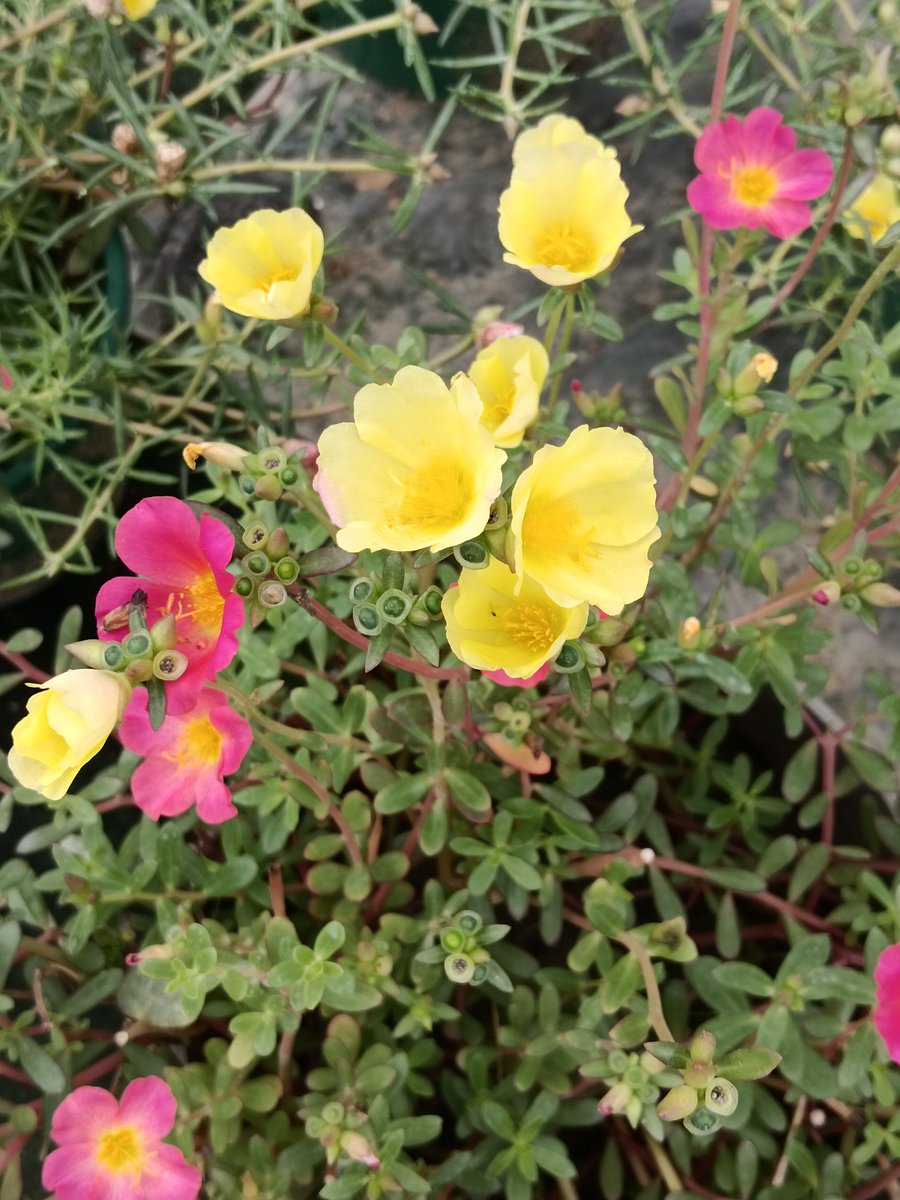 sarkar32150's tweet photo. Small flower. Big lesson 🌼
Portulaca blooms in heat, needs no care, and spreads joy.
If a tiny flower can thrive, so can we.
Plant more. Stress less 🌿
#WorldNatureConservationDay #HaritBharat #GreenIndia 🇮🇳 https://t.co/dkoKCNl3u0