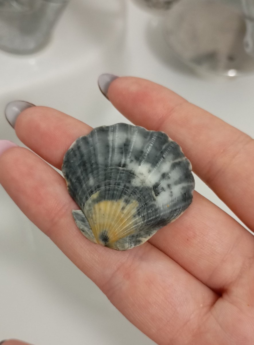 SweetDod0's tweet photo. Today I found a seashell on the beach! Somebody tell me its a rarity!!?? 🌊🌊 Finding a seashell on THAT beach is rare!

Soon I will go on an active search for even more seashells cause I want to make earrings out of them >< https://t.co/Bq37zd2ANY