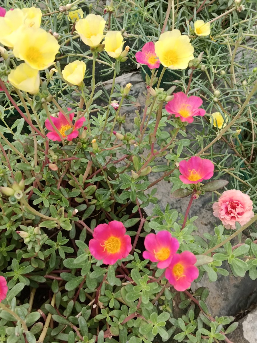 sarkar32150's tweet photo. Small flower. Big lesson 🌼
Portulaca blooms in heat, needs no care, and spreads joy.
If a tiny flower can thrive, so can we.
Plant more. Stress less 🌿
#WorldNatureConservationDay #HaritBharat #GreenIndia 🇮🇳 https://t.co/dkoKCNl3u0