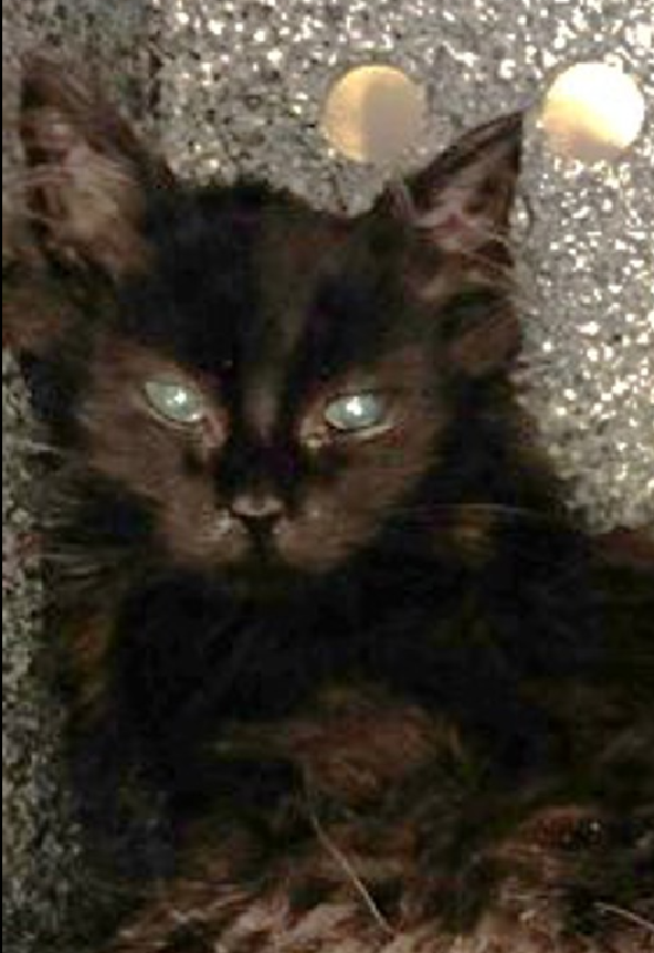 JLthekid9999's tweet photo. 🆘🆘 BAM (ID 2595265), 11 WO, FEMALE– IN QUEENS ACC - came into the shelter as a stray on 7/12/2026. 🆘🆘 😿 😿 😿 😿
🆘🆘 UPDATE – CAME INTO THE SHELTER WITH BONDED LITTERMATES – CAM (ID 259525) AND SAM (ID 259527) – BOTH ALSO ON EPL- LET’S KEEP THIS FAMILY TOGETHER 🆘🆘 🆘
➡️TBD 7/30/26
➡️ TOO LOW ON PLEDGES TO STIMULATE RESCUE INTEREST
➡️ 🆘🆘 2ND Chance on Emergency Placement List – VERY URGENT – 🆘🆘 😱🔥🔥😱
➡️ 17 DAYS IN SHELTER – TOO LONG – TIME IS RUNNING OUT
➡️ BAM IS ON THE EPL FOR BEHAVIORAL REASONS - She is not thriving in the care center and continues to display distance-increasing behavior when approached for interactions. She has not warmed up despite staff using treats to build a positive association. This designation often means that the cat will be given very little time for rescue/foster/adoption.🔥🔥🔥🔥
What my friends at ACC say about me: I am looking for a home with a patient person. I'm sensitive and shy. I'll need extra help from you. Bam appears to be fearful and given her age at the time of the assessment (10 weeks old) we believe that she hasn't had much human interaction up to this point and as a result is under-socialized; a condition that should be temporary if she is given appropriate interactions. ❤️ 😻❤️ 😻❤️ 😻
NEEDS OUT OF SHELTER ASAP –
Please RT or pledge, if you can, to save this little one.
@AdamsPaulGrimke
💔😿🙏Thank you