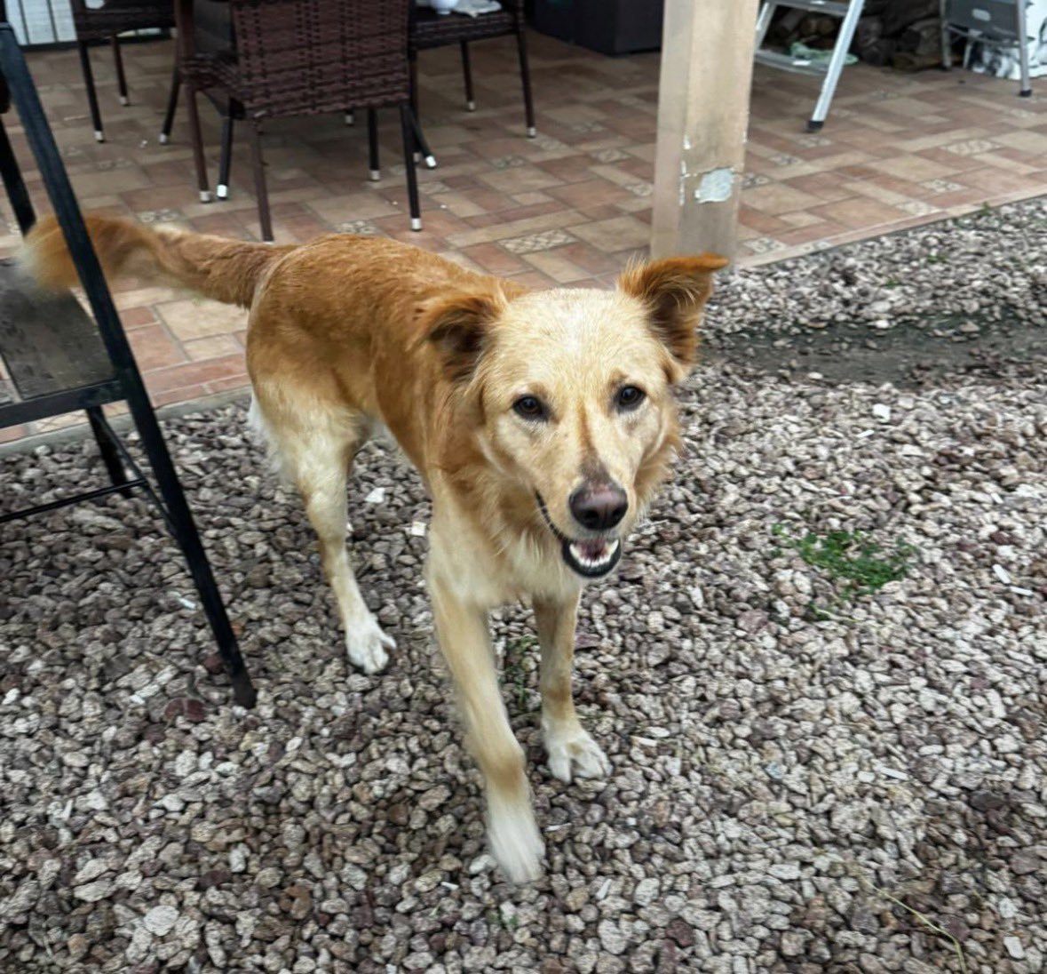 redbicheraof's tweet photo. Río necesita un cerramiento seguro. Nos ayudás con un aporte? ❤️🐾
Cada $ cuenta para proteger a Río mientras espera un hogar. 🙏
Ayudanos a reunir $4.212 para la seguridad de Río.
Un pequeño aporte puede cambiar la vida de Río. 🐶❤️
Río ya empezó su adiestramiento. Ahora https://t.co/5NSmxiVgzk