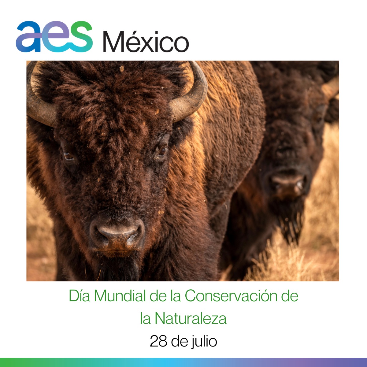 aes_mx's tweet photo. Integramos a Bisontes Americanos a su hábitat natural, la Reserva Natural El Carmen.

En AES protegemos a nuestro planeta y conmemoramos el Día Mundial de la Conservación de la Naturaleza. 🌿🌎💚

#RSC #ResponsabilidadSocial #AESMéxico #Conservación #Comunidad #Sustentabilidad https://t.co/AaIyfkIUbD