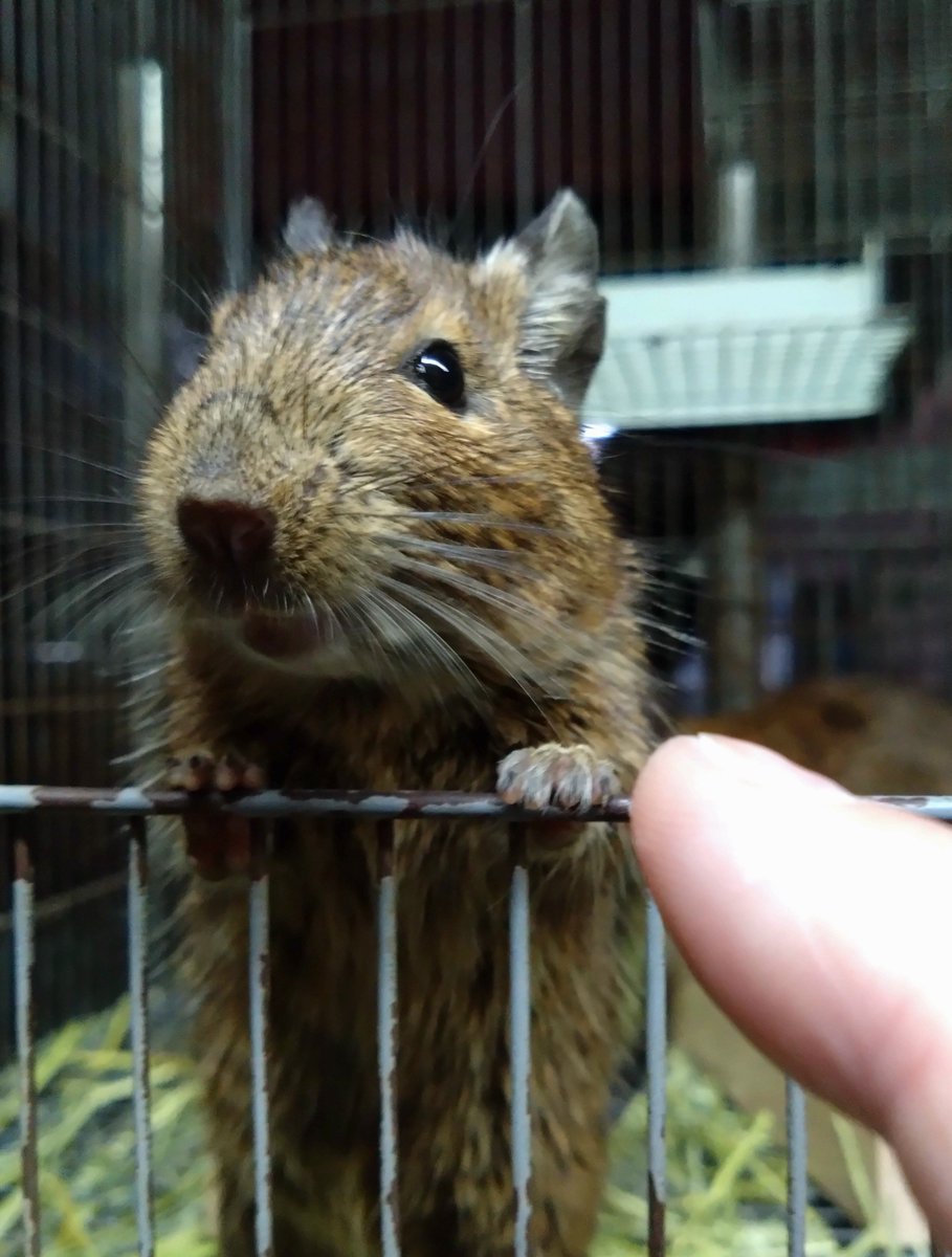 funnypets2005's tweet photo. 今夜も皆さん異常無し夜回り完了〜
販売中の4/6生まれの男の子と
戯れてお仕舞い。 https://t.co/TR6MHC3QeY