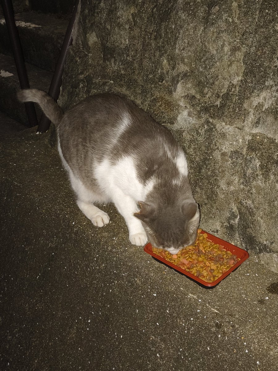 noranekocoffe's tweet photo. 長崎市の地域猫たちにもご飯をあげてきました。今日は２２匹が来てしっかり食べされられました。
#長崎市
#地域猫活動 https://t.co/8wNc9plFTN
