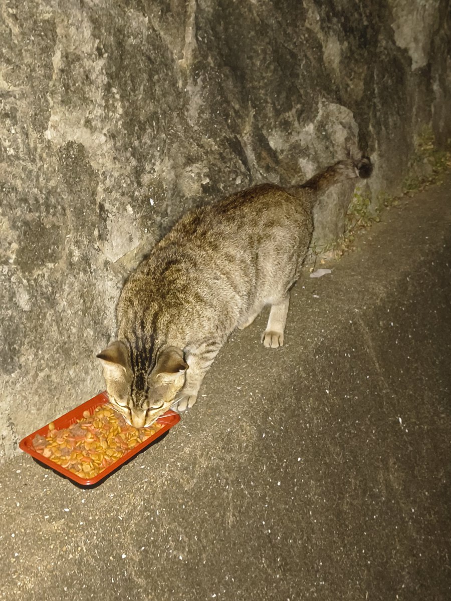 noranekocoffe's tweet photo. 長崎市の地域猫たちにもご飯をあげてきました。今日は２２匹が来てしっかり食べされられました。
#長崎市
#地域猫活動 https://t.co/8wNc9plFTN