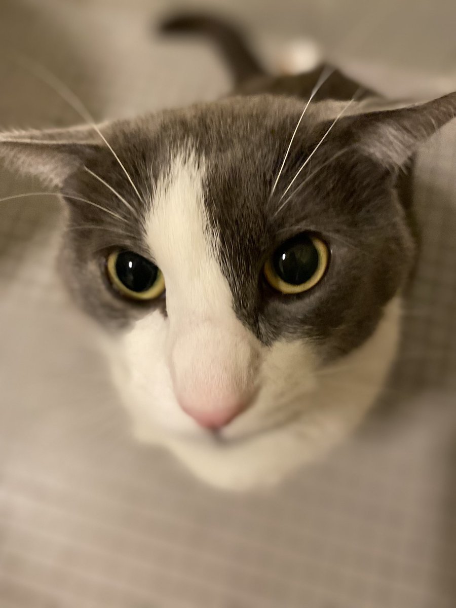 Weedlord_Boner's tweet photo. caesar shark, the soggiest cat on the planet, has dried. https://t.co/L4h0EVQlGT