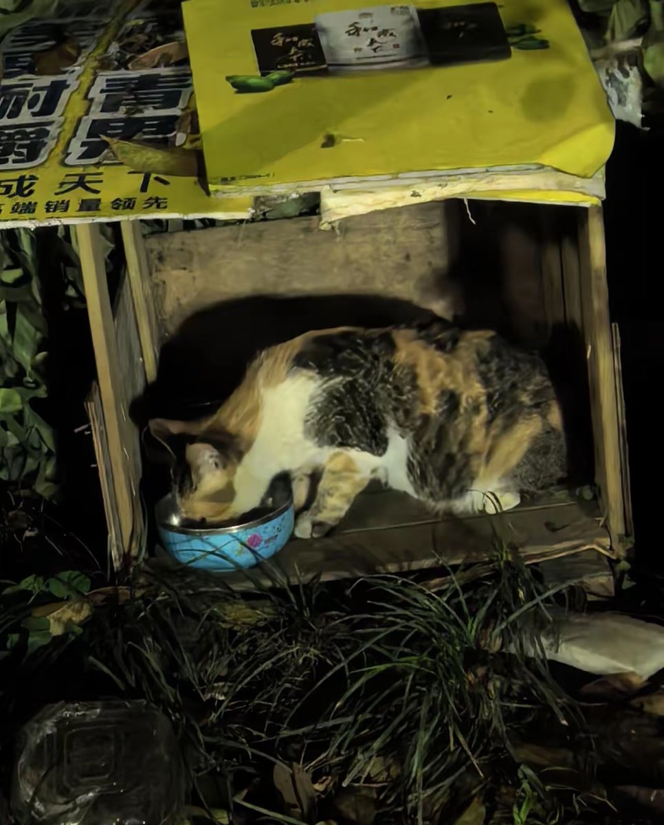 WiltonTerntk's tweet photo. 今天加班晚归，楼下小区的流浪猫蹭了蹭我脚边，软乎乎的小毛团把一天的疲惫都揉没了。， https://t.co/qMhY2i4gR6