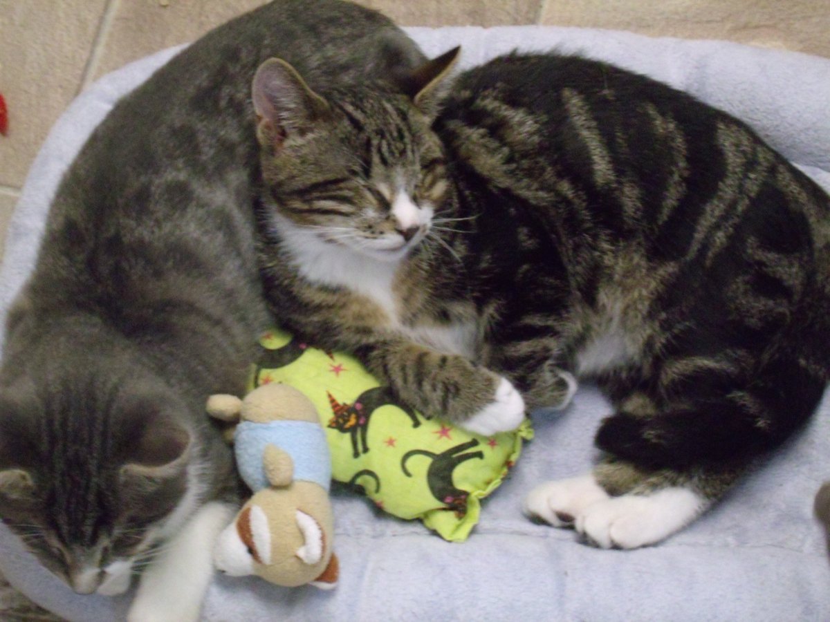 BlindCatRescue's tweet photo. #COTD We have a very special edition of COTD today! On this day in 2013, three tiny kittens made BCR their forever home: Jellybean, Peanut, and their brother, Skittle (🌈). Thanks to the generosity of our supporters, we're able to have amazing stories like this! Happy 13th "Gotcha Day", boys! 💙🐾