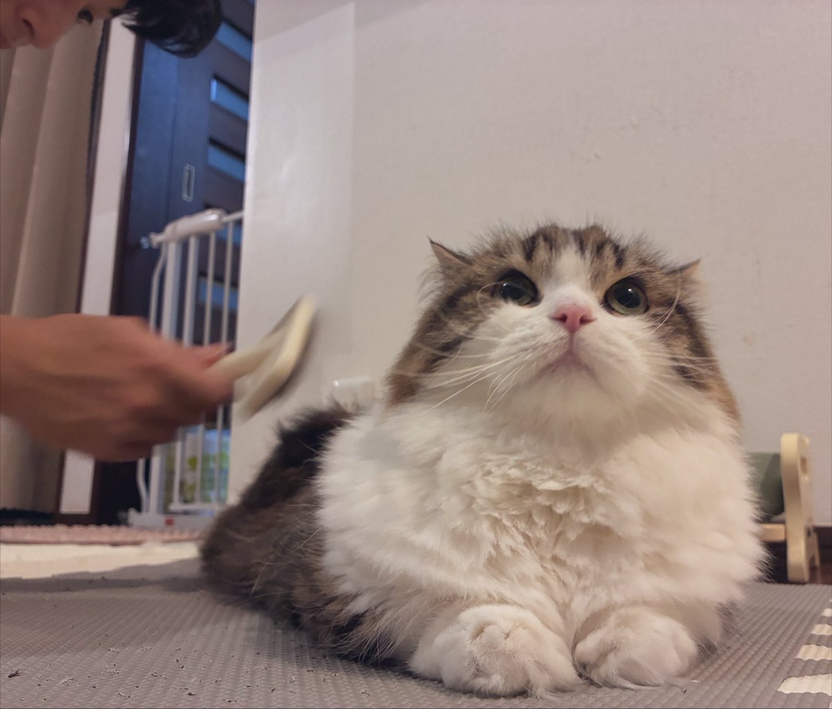 sekikekeke's tweet photo. ブラシタイム🪮 https://t.co/c2F06H5oIU