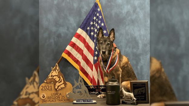 VIK9s's tweet photo. 💙 Rest easy, K9 Barco.

Our condolences to the Abilene Police Department and Officer Tim Cox. Barco's remarkable career and unwavering loyalty left a lasting impact on his community.

Thank you for your service, hero. You will never be forgotten. 🐾

#K9Barco #EndOfWatch https://t.co/0ZmGLpRR30