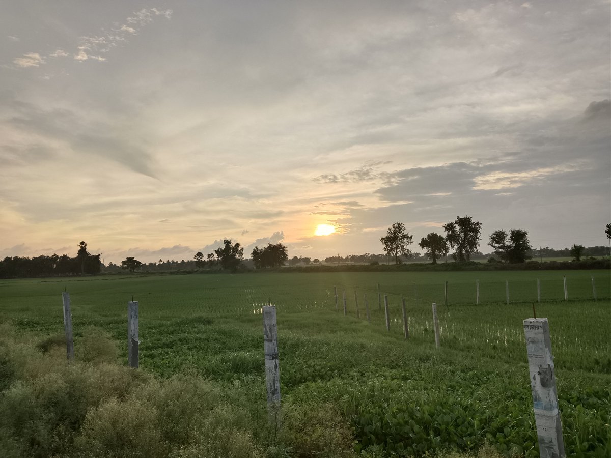 sarkar32150's tweet photo. Golden hour over green fields 🌾🌅
This is why we protect nature.
Every sunset is a reminder to slow down.
#WorldNatureConservationDay #HaritBharat #GreenIndia 🇮🇳
#WorldNatureConservationDay #HaritBharat #GreenIndia #SaveNature
#PlantTrees #Sunset #GoldenHour #PaddyField #VillageLife 
#Bengal #NaturePhotography #IncredibleIndia #MotherEarth
#ClimateAction #SoilHealth #RuralIndia