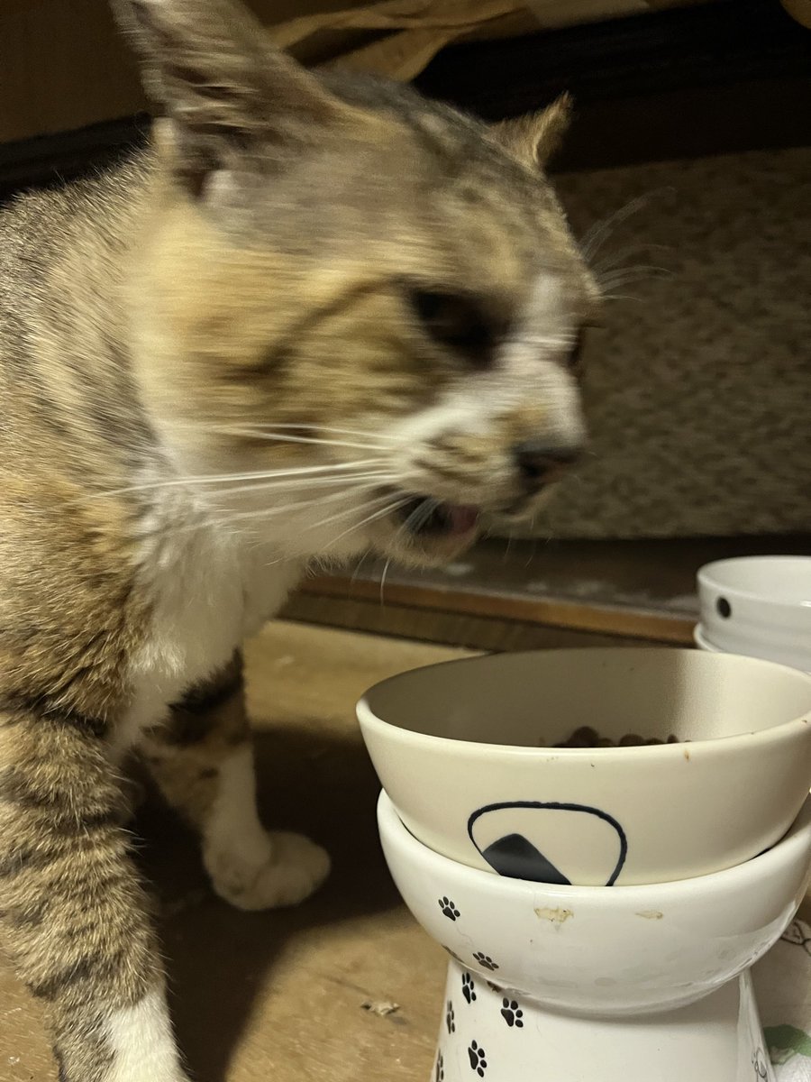 hiro_ibo's tweet photo. みんなで晩ご飯です。
ポンちゃんはウェットフードが出てくるのを
首をながーくして待ってます笑笑 https://t.co/a0PcOFlVLr
