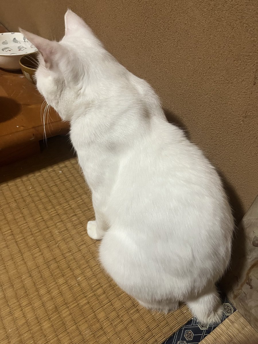 hiro_ibo's tweet photo. みんなで晩ご飯です。
ポンちゃんはウェットフードが出てくるのを
首をながーくして待ってます笑笑 https://t.co/a0PcOFlVLr