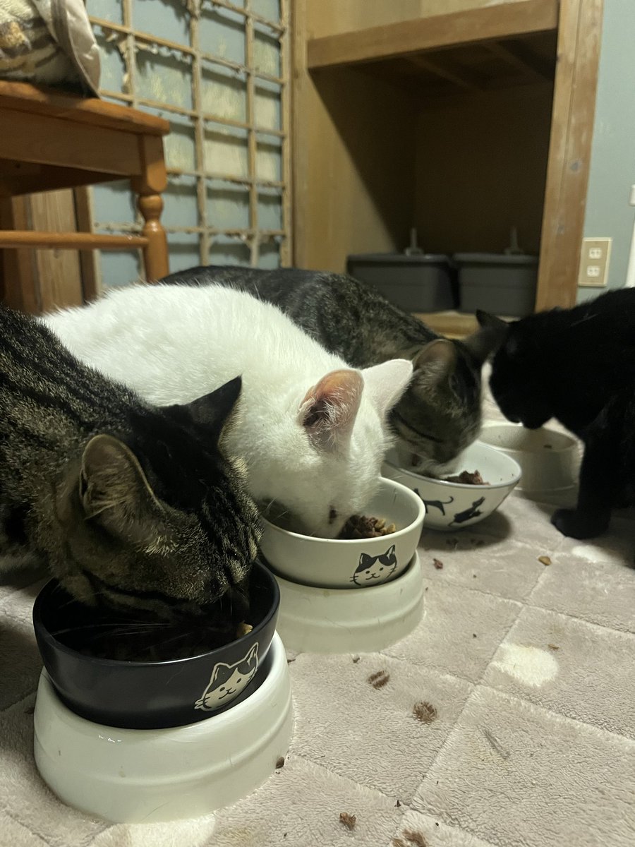 hiro_ibo's tweet photo. みんなで晩ご飯です。
ポンちゃんはウェットフードが出てくるのを
首をながーくして待ってます笑笑 https://t.co/a0PcOFlVLr