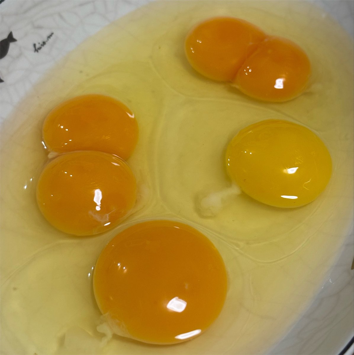 448days's tweet photo. 忘れた頃に双子ちゃん私のところにも来た🥚🥚 https://t.co/kvvTUolK6z