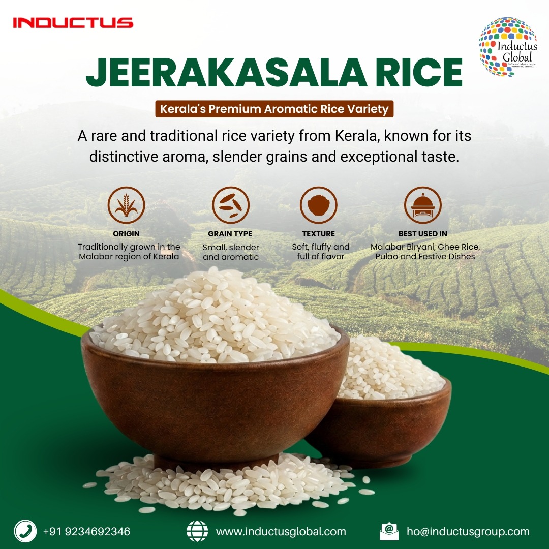 Inductusglobal's tweet photo. Traditionally grown in Kerala’s Malabar region, Jeerakasala Rice is prized for its small, aromatic grains, soft texture, and authentic flavour. Inductus Global brings this premium indigenous rice to global buyers  #JeerakasalaRice #IndianRice #MalabarRice #PremiumRice #RiceExport https://t.co/uya75IuWuY