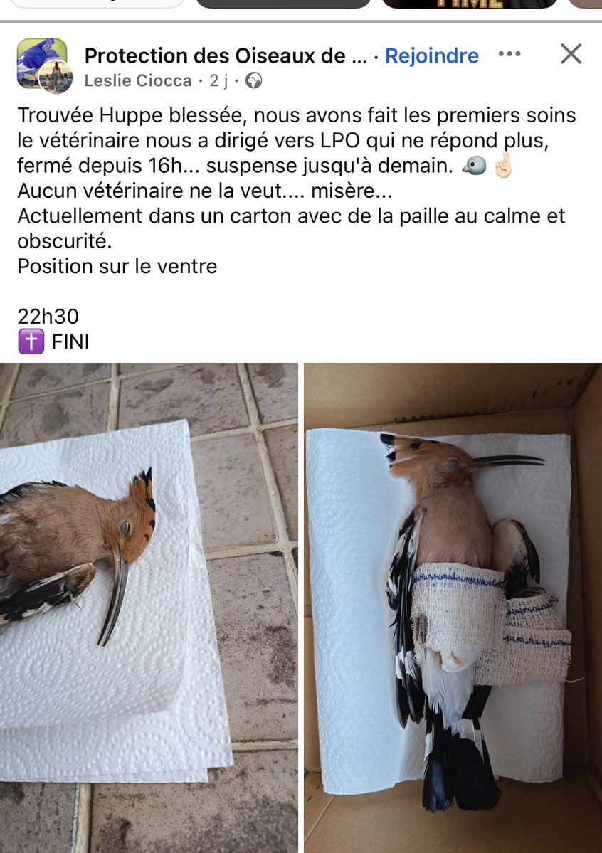 Papa Oiseau’X🕊️🇫🇷🇫🇷🇫🇷 tweet media