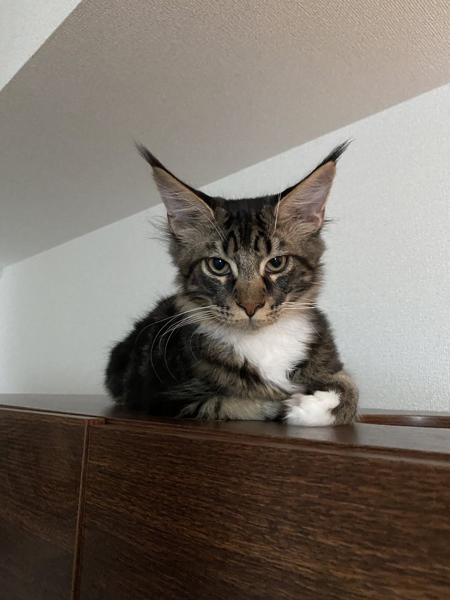 Midora0428's tweet photo. 地震直後、フィロスが珍しく警戒モード
レインはそんなに慌てもせず
#猫 #メインクーン #猫がいる生活 #cat https://t.co/CA5OK7sGHx