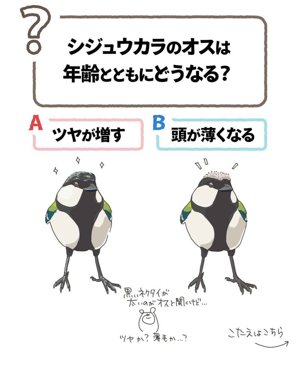 kumasuke902's tweet photo. シジュウカラクイズ！
オスの頭は年齢と共にどうなる？
（と、全男性がピリつくクイズです。）

答えは...なるほど。安心しました。
ボクの頭もAで、お願いします。ツヤ髪。 https://t.co/kddD5L8WeP