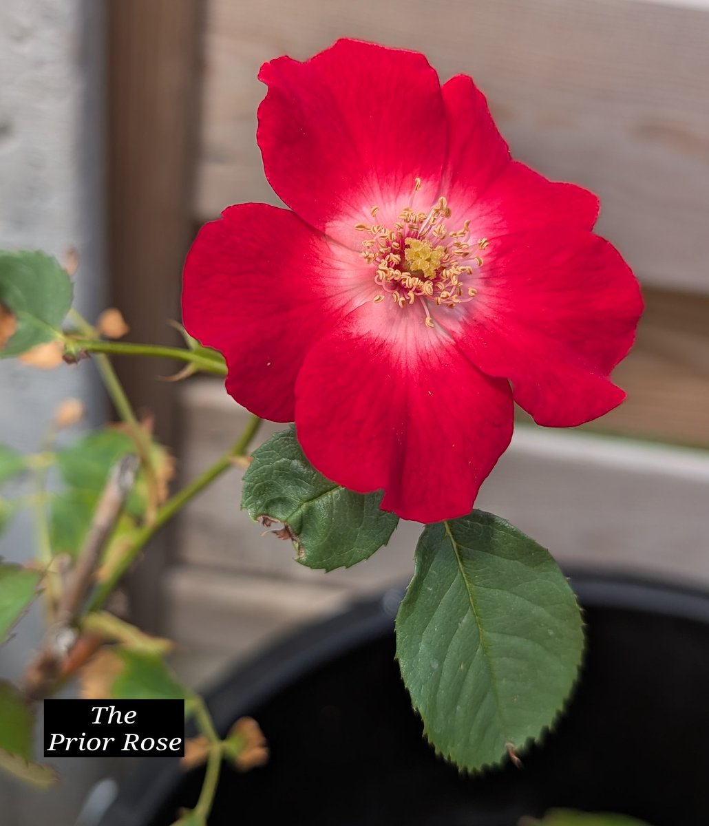 oaklens's tweet photo. The Prior Rose at the Woodside Meadows Community Centre in Burwell. https://t.co/Lz6RBicFc1
