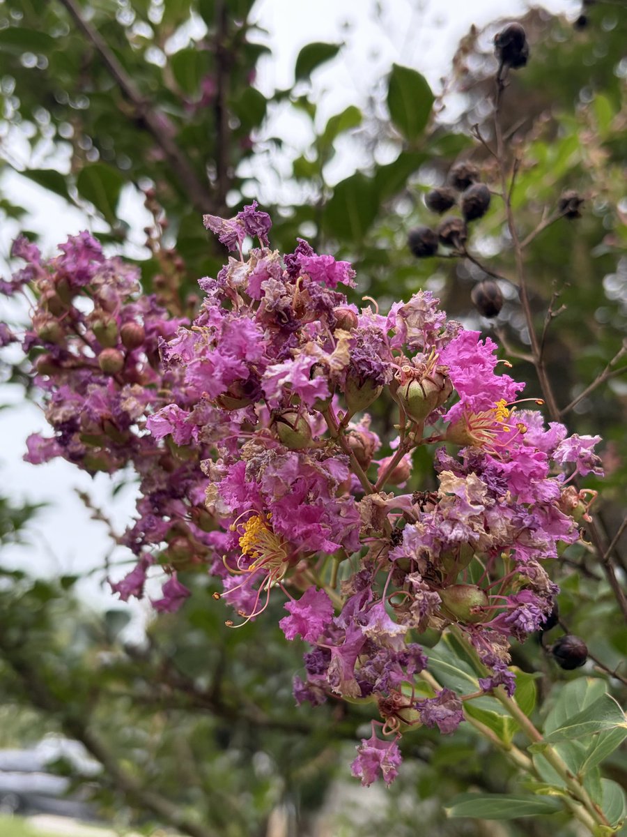 GreenManMarket's tweet photo. Different shades of crêpe Myrtle I have on my property https://t.co/QwL2bFXUum