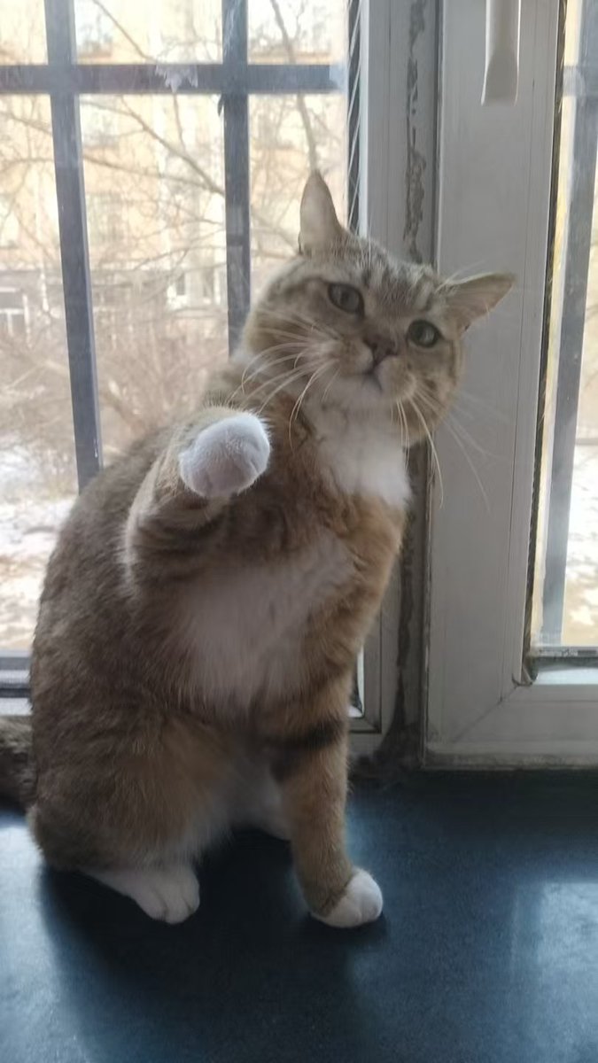 SubaiConversus's tweet photo. 爵士坏猫😡 #哈基米 #猫 #cat #pet https://t.co/GIVibKBDo4