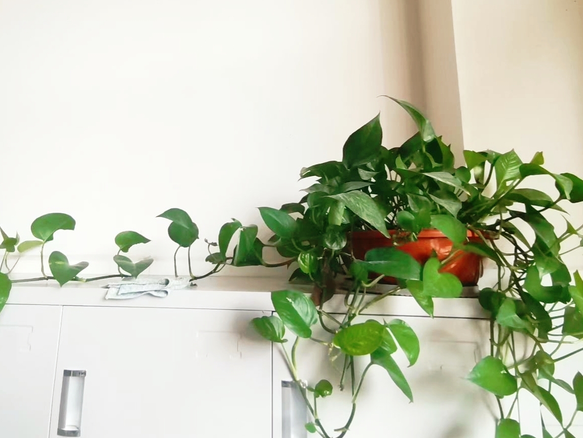 Trump2020MAGA20's tweet photo. Pro tip for your pothos: Let the top 2 inches of soil dry out before watering! Bright indirect light makes it grow like crazy.  #PlantCare https://t.co/OJUoLoL4Wu