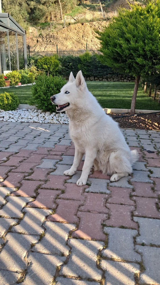 hepadyuva's tweet photo. GLASİER
HUSKY
DİŞİ
BURSA

İLETİŞİM https://t.co/HrXPWn34fA *2978*1137

Prenses kızımız Glasier,
Masmavi gözleri ile sizi kendisine aşık edecek.
Sevimli mi sevimli, iyi huylu bir patili.

4 yaş 23kg tahmini chipli ve kısır 

Mutlu olacağı yuvasını arıyor 🏡

*25 yaş altı doldurulan başvuru formları değerlendirmeye alınmayacaktır.Anlayışınız için teşekkür ederiz. 

*Bir köpeğe yuva olmak,ciddi bir eylemdir,hem maddi hem manevi ihtiyaçları vardır.Bu sorumluluğunun bilincinde olan ve olduğunu düşünen ailelerimiz bizlere ulaşabilir.

*İlandaki dostumuz Hepad himayesinde olup, başka hesaplardan yapılan gönderilere itibar etmeyiniz. Dostumuzun görsellerinin ve açıklamalarımızın başkaca hesaplarda kullanılmasına muvafakatimiz bulunmamaktadır. 

#HEPAD #hereve1pati #satınalmayuvaol #köpekyuvalandırma