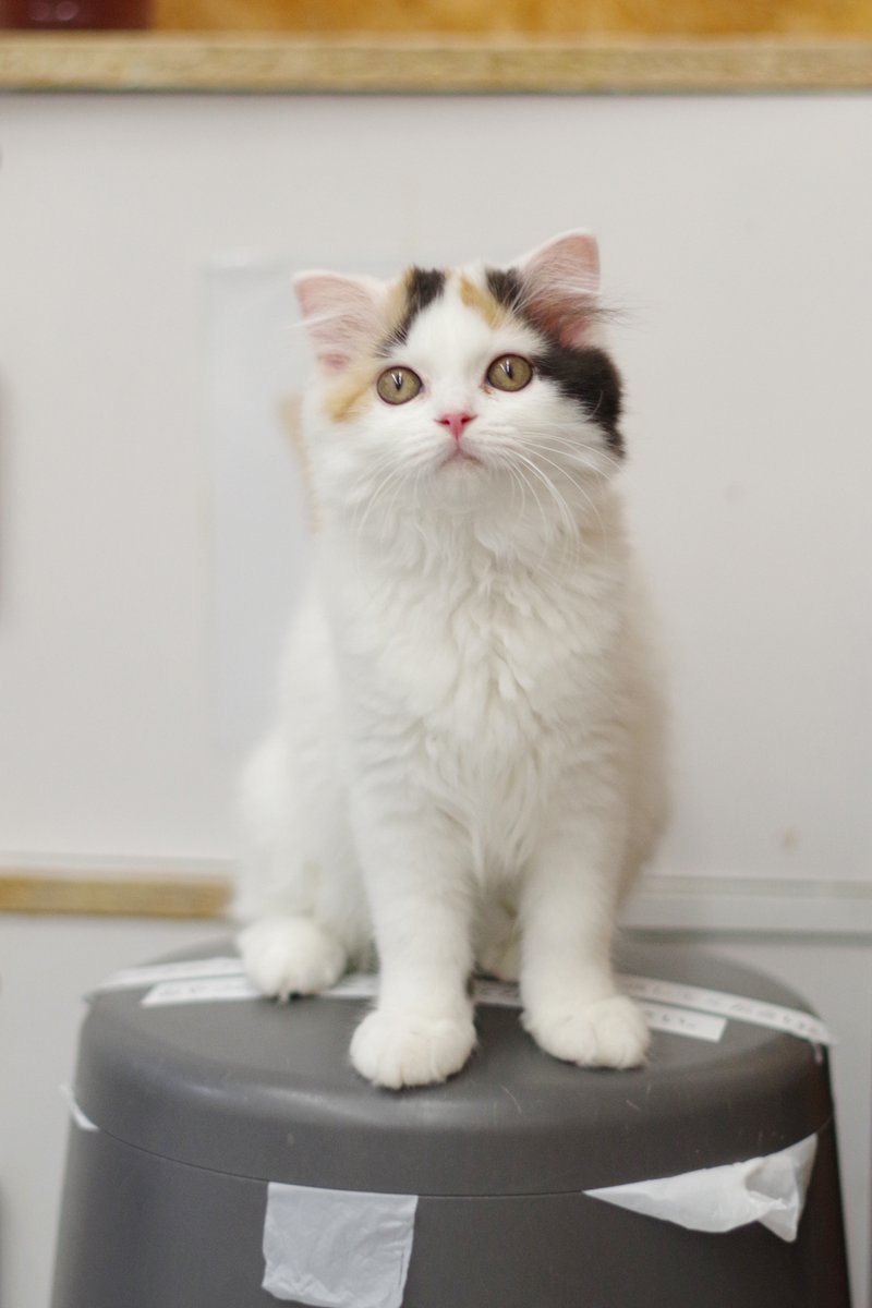 はむこ@猫カフェ写真 tweet media