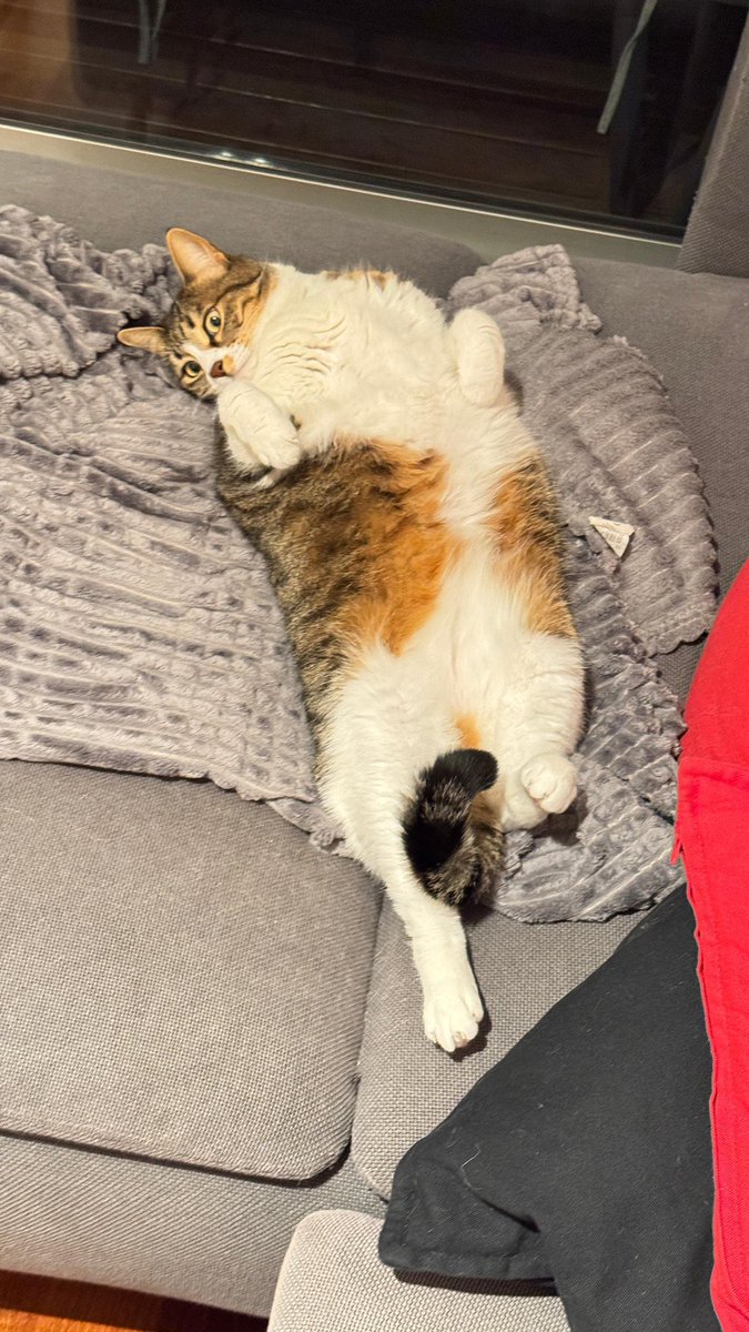 SrBooky's tweet photo. En un año conseguí bajar un poco de peso a mi gata 👍️ No sé si se puede apreciar en la foto, ¡pero bajó poco más de un kilo! https://t.co/K115IFTBRe
