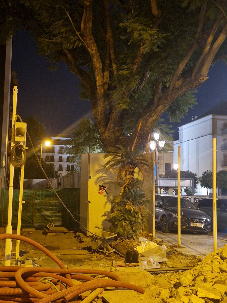 mega_grinch's tweet photo. Futuro Hotel de la Gavidia. A medida que avanzan obras se ven cositas
Futuro de la Cica o falsa palmera (Cycas revoluta)? Anexa a Jacaranda (Jacaranda mimosifolia)
Podría sufrir una limpieza del estipite y retirada de frondes excesiva? Que la dañaran?
@Ayto_Sevilla @eveliarincon https://t.co/muBaRXq0yK