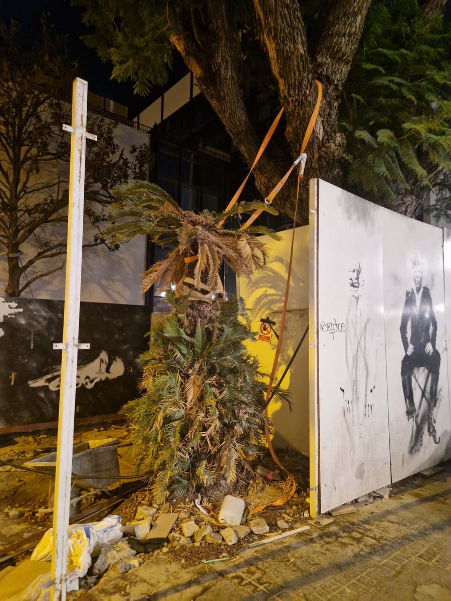 mega_grinch's tweet photo. Futuro Hotel de la Gavidia. A medida que avanzan obras se ven cositas
Futuro de la Cica o falsa palmera (Cycas revoluta)? Anexa a Jacaranda (Jacaranda mimosifolia)
Podría sufrir una limpieza del estipite y retirada de frondes excesiva? Que la dañaran?
@Ayto_Sevilla @eveliarincon https://t.co/muBaRXq0yK