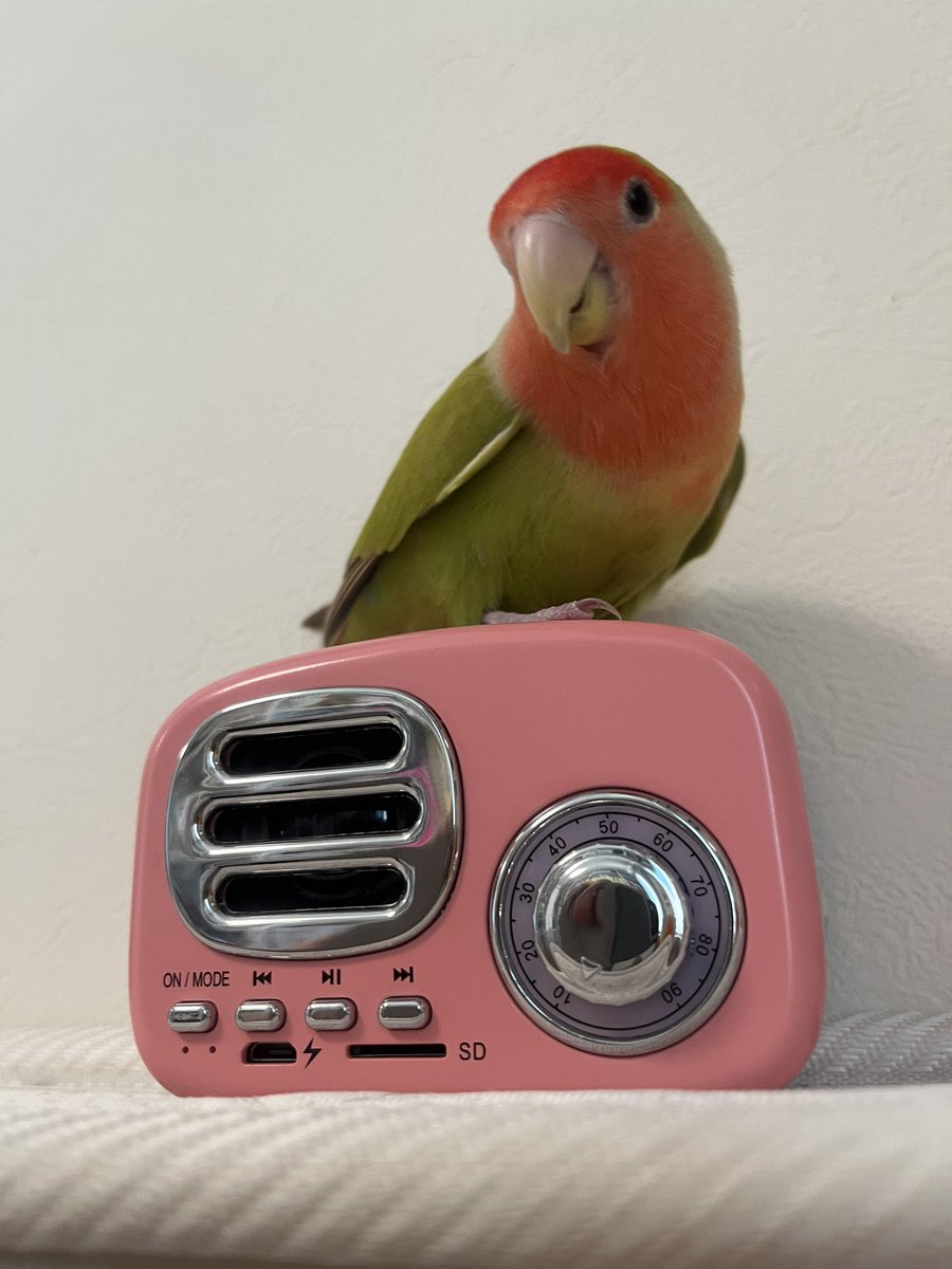 harus729's tweet photo. 定期通院記録。
体重がなかなか増えず、数日間シードタイプのものを少し増やしてようやくベスト体重になったこと、体重が43〜44gのときは眠そうにしている時間がやや長く感じられたこと、前回から今回の通院までに1日だけ、黒色便を2回連続でしている（その後は普段の便）ことを報告。→ https://t.co/3f7loRhhMv