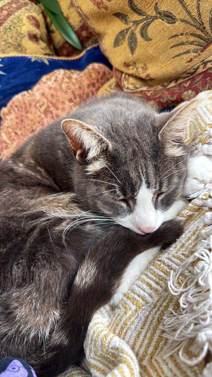 IsaBurnedLands's tweet photo. Sleepy cat <3 https://t.co/znFZS58FAo