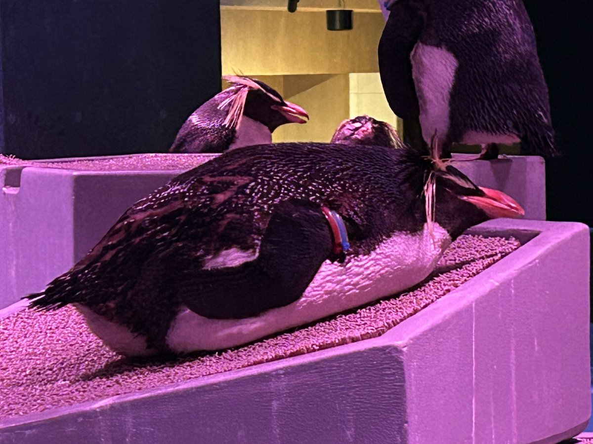 _ULTrain's tweet photo. おまんじゅうペンギン https://t.co/MCDLlgpKPK