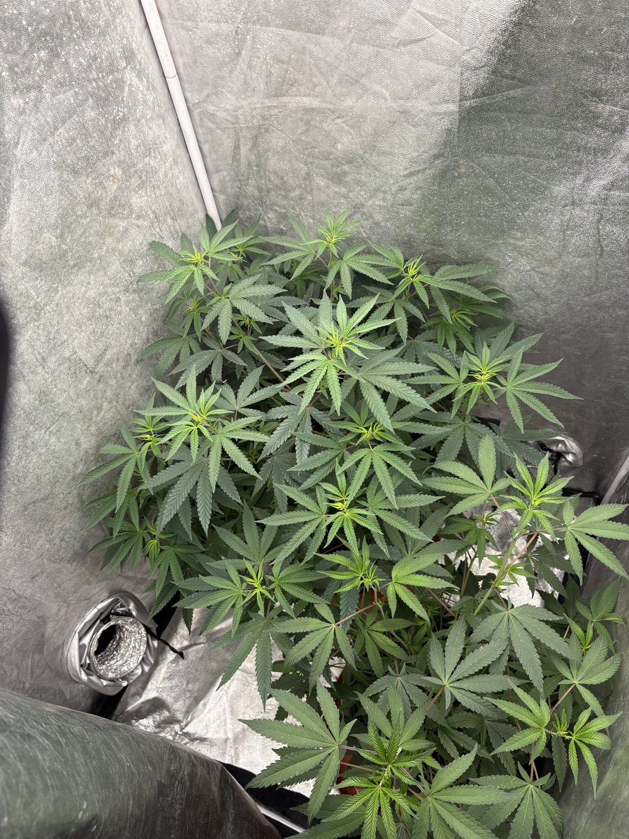 RichEIREjonesy's tweet photo. I’ve flipped the @XenoSeedCompany Sticky Sweets to 12:12 they’re coming along nicely, can’t wait to see how these turn out. #Ganja #Homegrown #LegaliseCannabis #FuckCancer #GrowYourOwn #GetMedicated https://t.co/IyhBoehAls