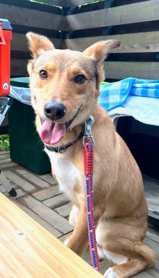 gY2TiUbn6e8e6KL's tweet photo. 令和8年熊本地震
🐶🆘【#熊本県迷子犬】🎈
🔷2026.7.28
🔴上益城郡益城町惣領の自宅から
「レン君♂」が迷子になっています🐾
🍀本日夕方の熊本地震の影響で、自宅から逸走しています。
皆さまのご協力をお願いします🙇‍♂️
🔗Threads
https://t.co/ktpIT3DCMF https://t.co/LYNN2E9DCf